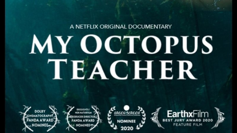الدخول مجاني: فيلم M'y Octopus Teacher في مدينة الثقافة
