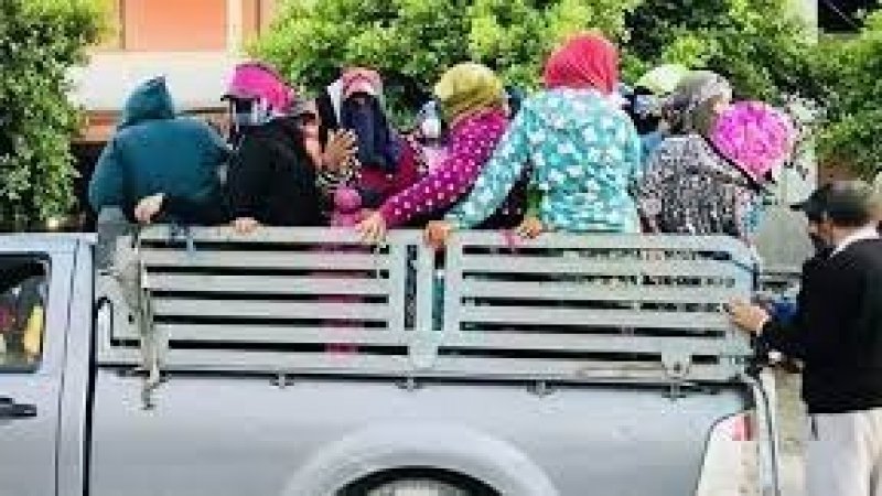 نقابة اساسية لعاملات الفلاحة في القصرين