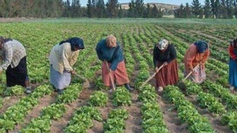 624 ألف امرأة عاملة فلاحية في تونس