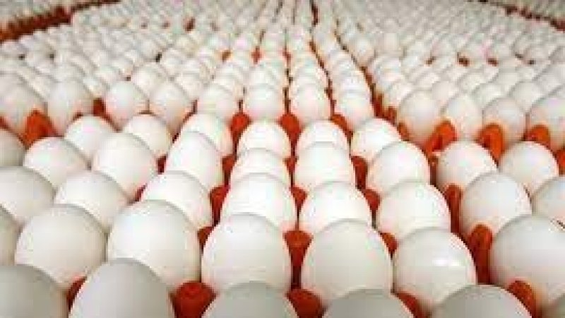 رفع سعر بيع البيض للعموم الى 1100مي بداية من السبت .