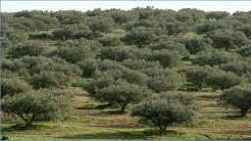 95 بالمائة منها بعلية ويهددها الجفاف: 65 مليون زيتونة تونسية توفر 50 مليون يوم عمل في السنة