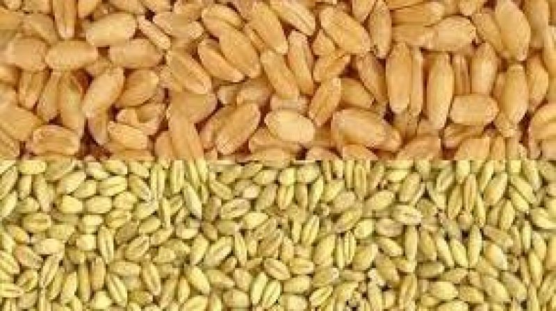 القمح الصلب والشعير متوفران الى موفى ماي واللين الى موفى جوان 2022