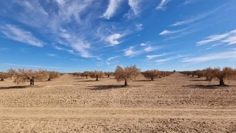 بلا اجور منذ سنة..عمال واطارات ضيعة" توسالكو"يطالبون بتمكين ديوان الاراضي الدولية من استغلال الضيعة