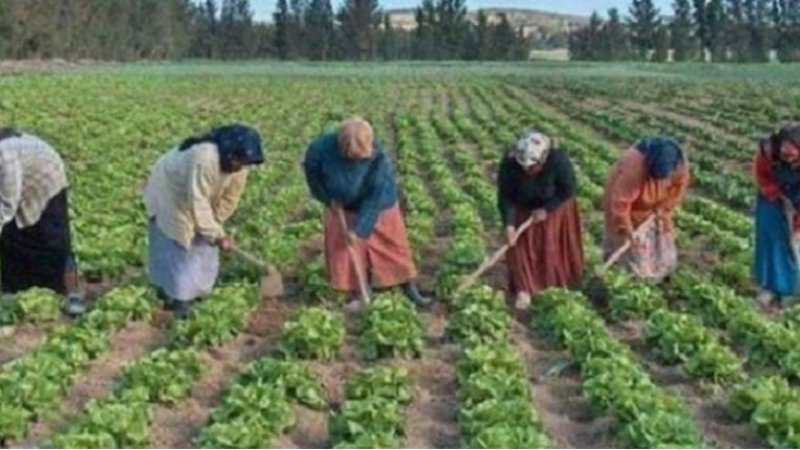 سليانة..احداث منصة الكترونية لتمكين نساء المجامع الفلاحية من ترويج منتوجاتهن
