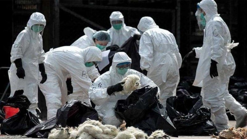 الصين: اكتشاف أول إصابة بسلالة شديدة العدوى لـ"إنفلونزا الطيور"