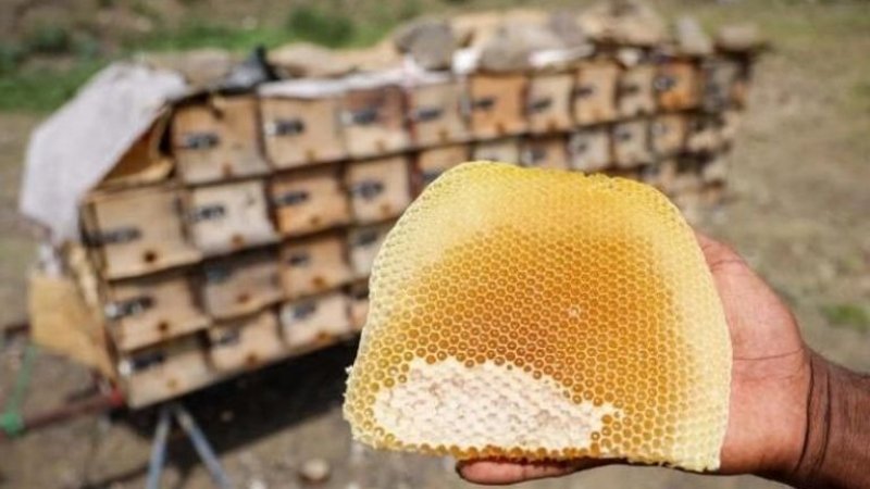 عسل اليمن "المر" ضحية ألغام الحوثي والتغير المناخي