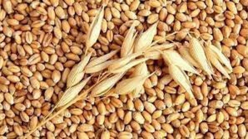 فيما يتواصل توريد القمح اللين والشعير منتوجنا من القمح الصلب يغطي الطلب الى نهاية السنة الحالية
