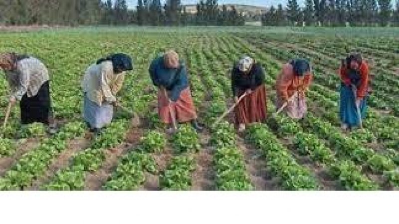 وضع لا يطاق في قطاع الفلاحة واضراب مقبل يوم 25 اوت في سليانة