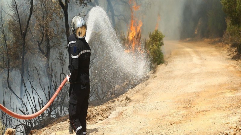 غياب استراتيجية واضحة لمجابهة حرائق الغابات في تونس