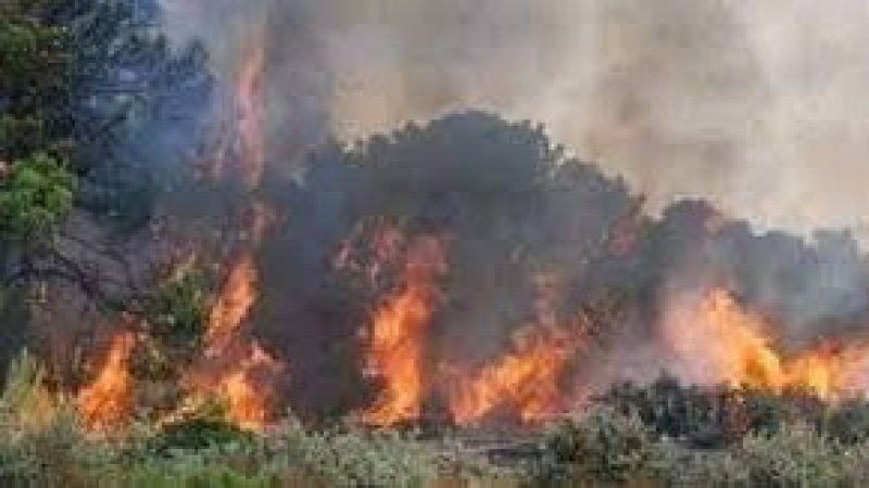 لجنة مجابهة الكوارث بجندوبة: الوضع خطير واغلب الحرائق مفتعلة