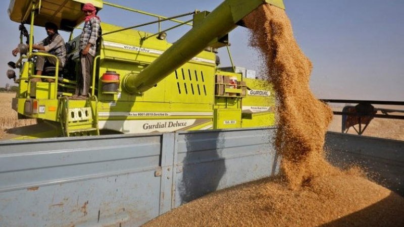 مصر تشتري 180 الف طن قمح هندي بـ400 دولار للطن الواحد
