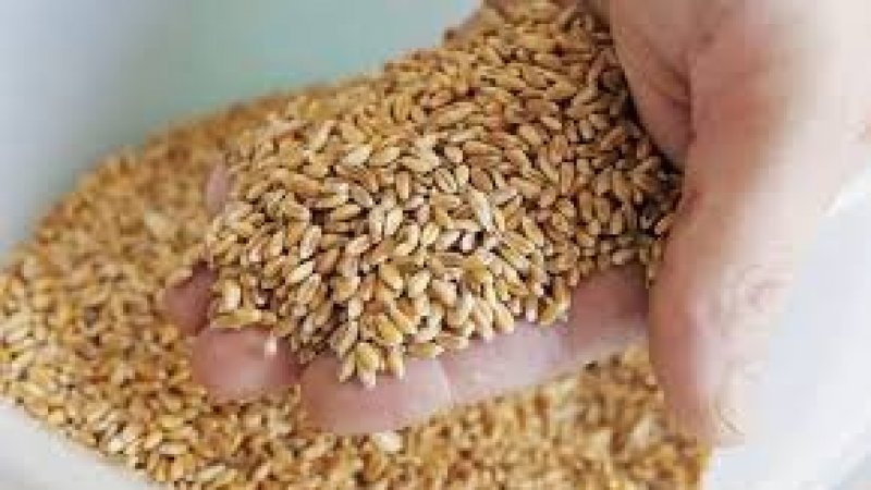 بواخر تزود تونس بالقمح