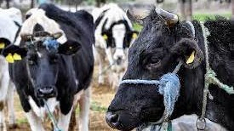 فقدان مادة الحليب في تونس يعكس إنهيارا بطيئا لقطاع إنتاج الألبان
