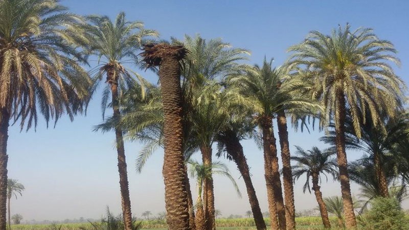 تمور تونس: استهلاك متنام، مساحات تتقلص، صعوبات تقيد الفلاحين والمحصول 178 الف طن