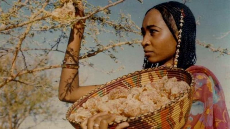 الصراع في السودان يهدد صناعة عابرة للقارات