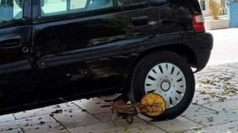 سليانة: كبالات لعجلات السيارات المخالفة لشروط الوقوف