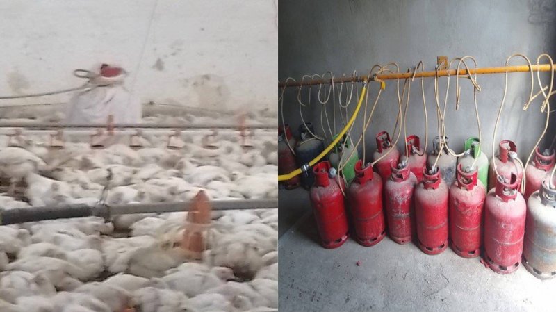 بن عروس: حجز كمية من قوارير الغاز المنزلي داخل مدجنة