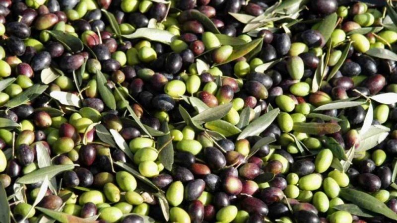 نابل : توقعات بتراجع انتاج الزيتون بنسبة 10%