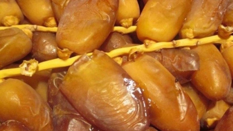قبلي: افتتاح موسم جني التمور و تقديرات بإنتاج 285 ألف طن