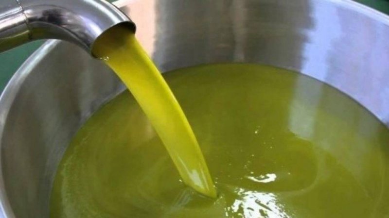 القيروان : تقديرات صابة زيت الزيتون في حدود 30 ألف طن