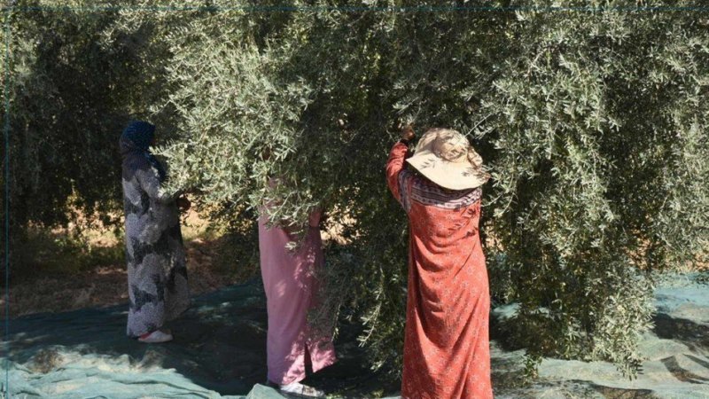 قفصة: انطلاق موسم جني الزيتون وسط تقديرات بإنتاج 88 ألف طن