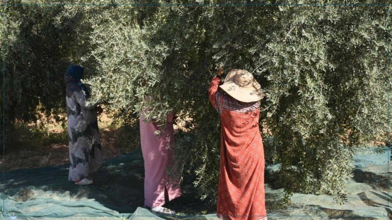 سيدي بوزيد: اعطاء اشارة انطلاق موسم جني الزيتون
