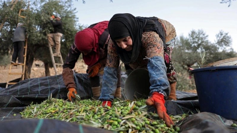 "الفاو" تضيف الأراضي الفلسطينية إلى المناطق المحتاجة إلى مساعدات غذائية