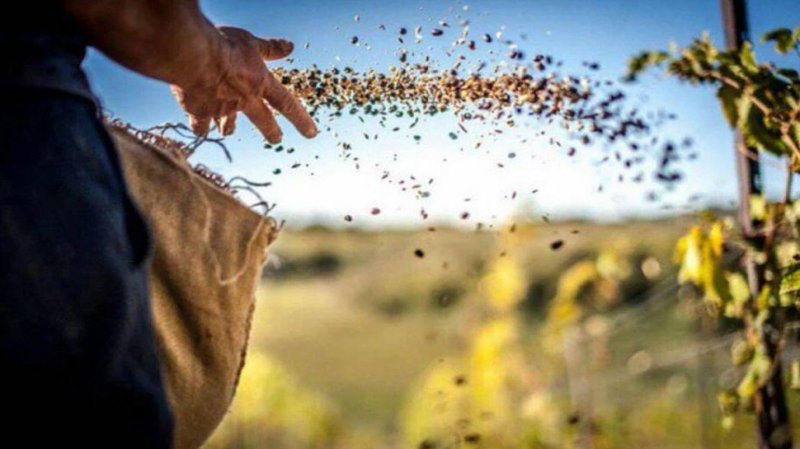 نابل: تأخر عملية البذر للزراعات الكبرى نتيجة لانحباس الأمطار