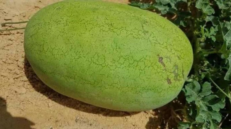 بن قردان : فلّاح ينجح في انتاج صابة وفيرة من 'الدلاع ' التونسي الأصلي في قلب الصحراء