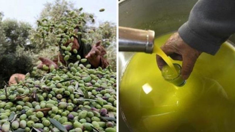 الديوان الوطني للزيت يقدم معطيات حول صابة الزيتون