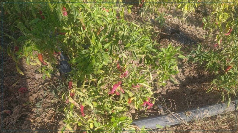 قربة: الخنزير الوحشي يتلف المحاصيل الزراعية والفلاحون يستغيثون