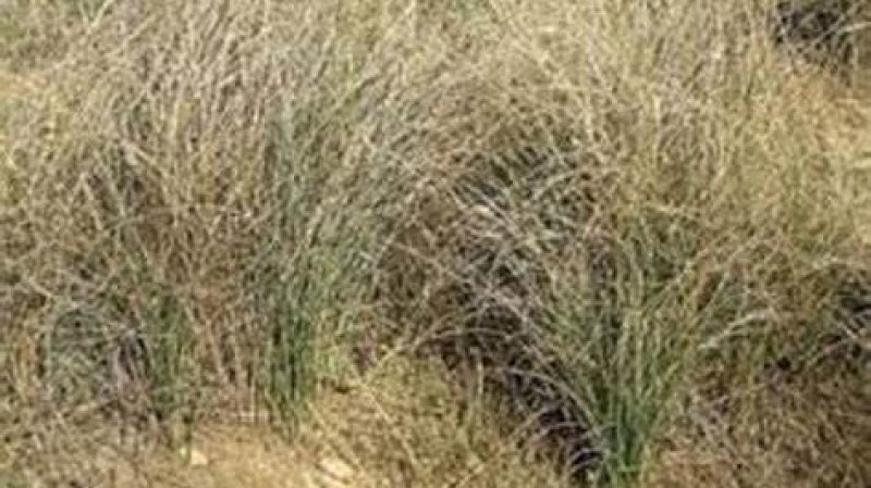 في قلع الحلفاء من جبل "الكميم" والنزر الزهيد مما تعطيه الايدي الناعمة الى الايدي الدامية