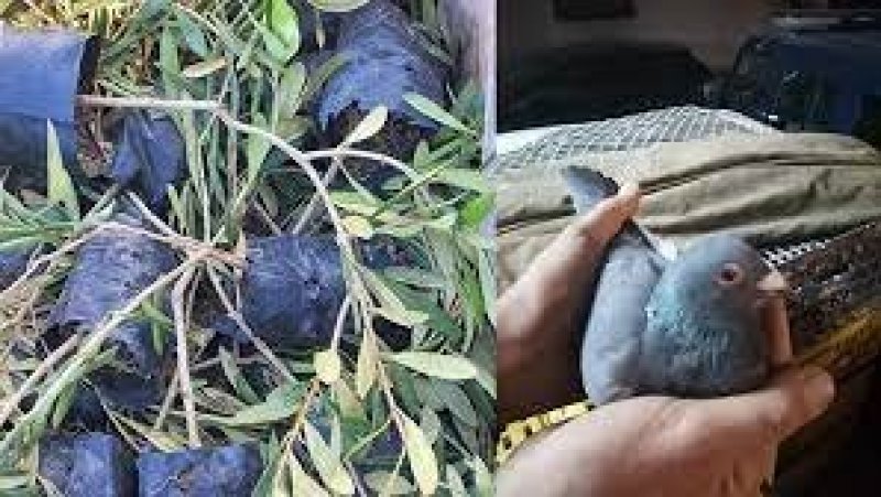بين الصخيرة وسيدي بوزيد : ضبط كميات من مشاتل الزيتون والطيور المهربة