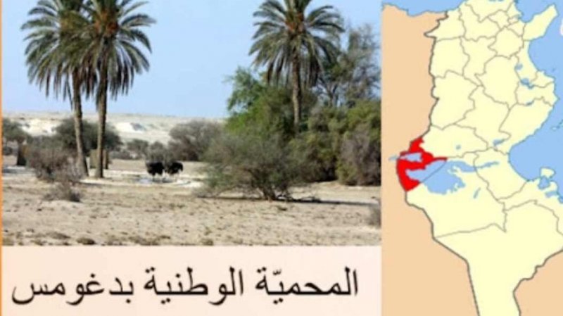 توزر: تأجيل اضراب عملة الحديقة الوطنية بدغومس واتفاق على مواصلة الحوار