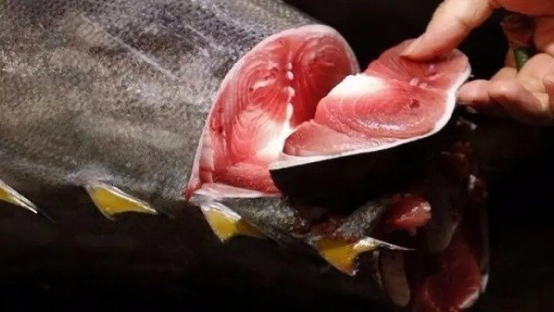 16.8 مليون دينار عائدات تونس من تصدير التنّ الأحمر الحيّ