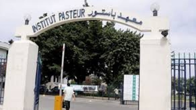 معهد باستور يسجل أكثر من 1200 عينة يشتبه في حملها للكلب أغلبها من القطط