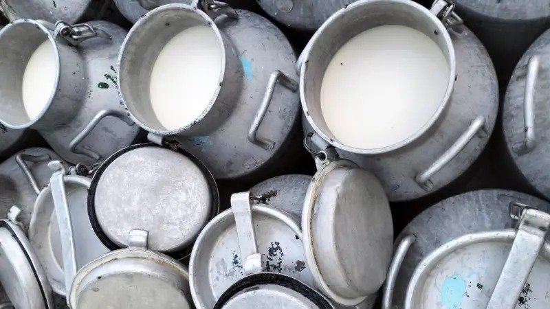 يحتوي على رواسب مضادات حيوية : إتلاف ألف لتر من الحليب في سيدي بوزيد
