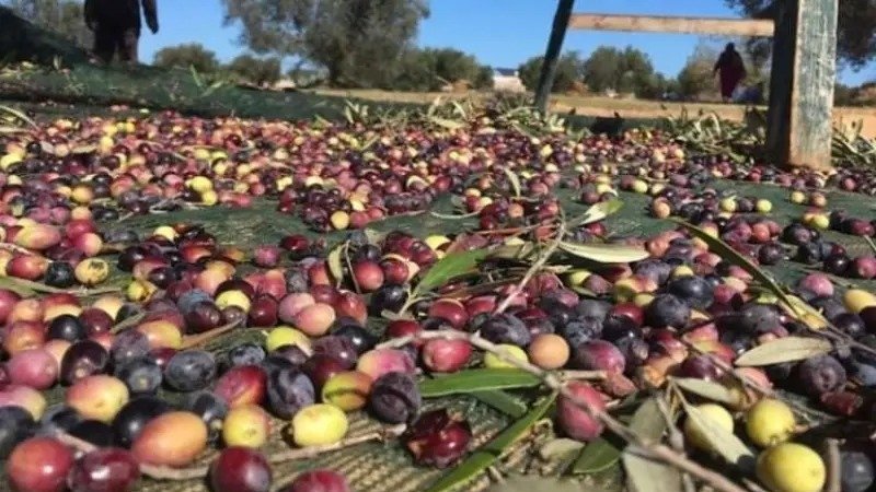 انطلاق موسم جني الزيتون بقفصة