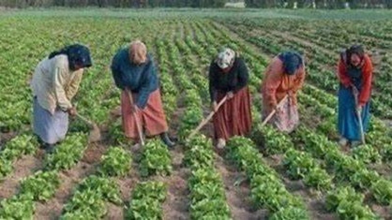صدور المرسوم عدد 4 المتعلق بنظام الحماية الاجتماعية للعاملات الفلاحيات