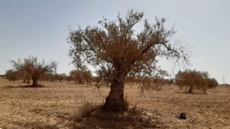 المجلس المحلي بنصر الله يدرس الوضع النقابي وواقع العمال في الأراضي الدولية