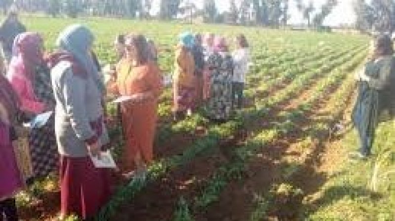 العاملات في القطاع الفلاحي بجندوبة : واقع مرير يحتاج تدخل الفاعلين