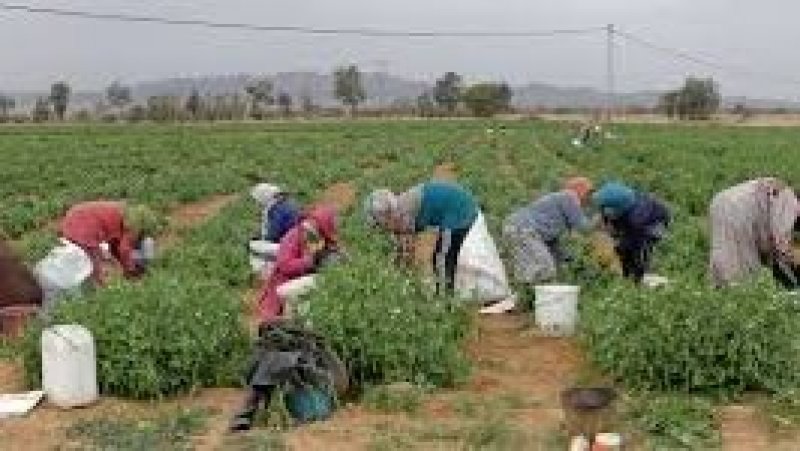 فرضته العاملات الفلاحيات بتضحياتهن : صندوق الحماية الاجتماعية، مكسب تشريعي يتطلب مراقبة إنفاذه بعيدا عن المزايدة والشعبوية