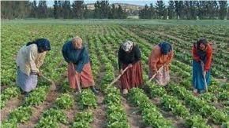 في جبنيانة : مسيرة للعاملات الفلاحيات يوم 17 جانفي للمطالبة بالقطع مع التشغيل الهش