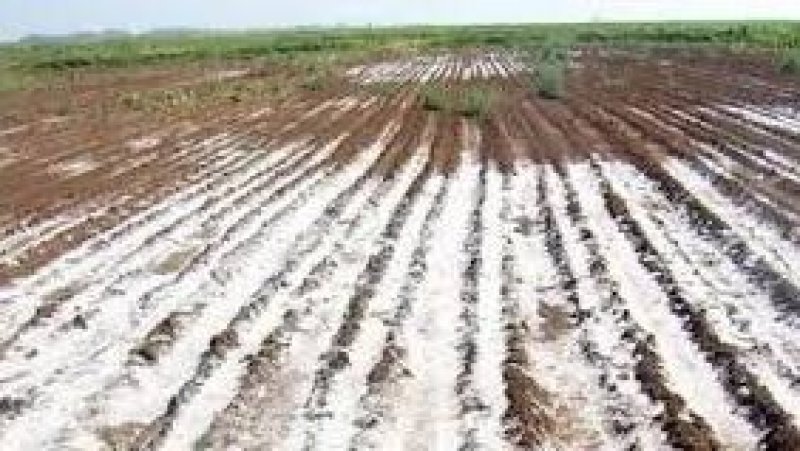 حسب منظمة الأغذية والزراعة : منطقة الشرق الأوسط وشمال أفريقيا عرضة لتملح التربة