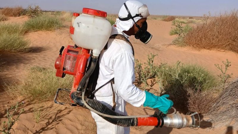 حملة مكافحة الجراد الصحراوي : مداواة حوالي 12 الف هكتار بدعم من فرق موريتانية