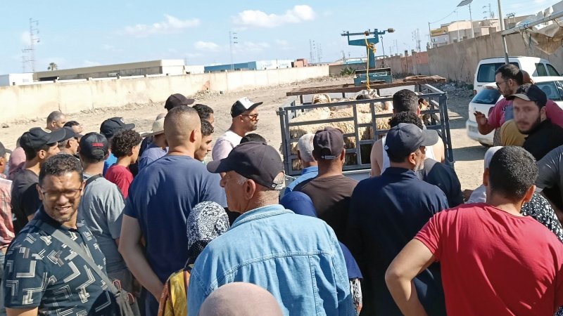 "علوش" عيد سنة 2025: الاقل سعرا ثمنه فوق المليون
