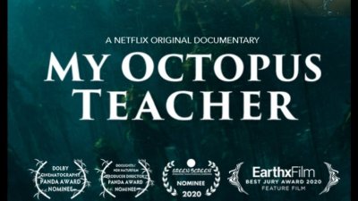 الدخول مجاني: فيلم M'y Octopus Teacher في مدينة الثقافة