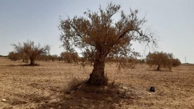 الضيعة الدولية "توسالكو" بالقيروان.. اهمال ممنهج ومستثمر متجاوز للقانون وعمال بلا اجور ولا تغطية اجتماعية
