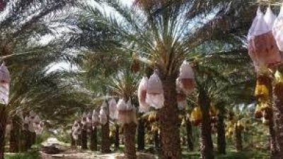 احتجاجات في توزر واحتقان بسبب تعطل ترويج صابة التمور وسيطرة اللوبيات عليها