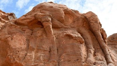 منحوتات صخرية للابل في السعودية عمرها 7 الاف سنة